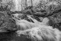 Smokies_IR_20190507_021_edit