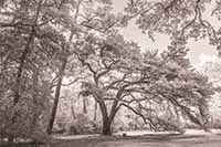 Charleston_IR_20191120_183_edit