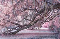 Charleston_IR_20191118_132_edit