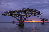 Atchafalaya_Color_20241109_003-13-Edit-2_VERO