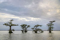 Atchafalaya_Color_20241109_003-Enhanced-NR_Class