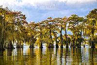 Atchafalaya_Color_20241110_044_edit_VERO