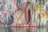 Atchafalaya_Color_20241111_007-55_edit_VERO