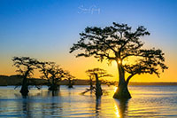 Atchafalaya_Color_20241114_009-44_edit_VERO