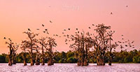 Atchafalaya_Color_20241114_011-123Topaz_AI_VERO