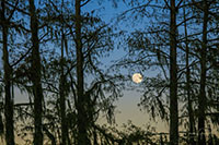 Atchafalaya_Color_20241114_011-76_Edit_VERO