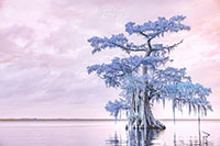 Atchafalaya_IR_20241109_001-45_edit_VERO
