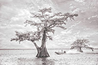 Atchafalaya_IR_20241109_002-20_edit2_Sepia_VERO