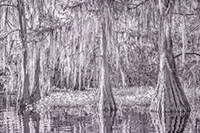 Atchafalaya_IR_20241111_006-3_edit_VERO