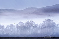 Smokies_Color_20191023_056_edit_with_birds